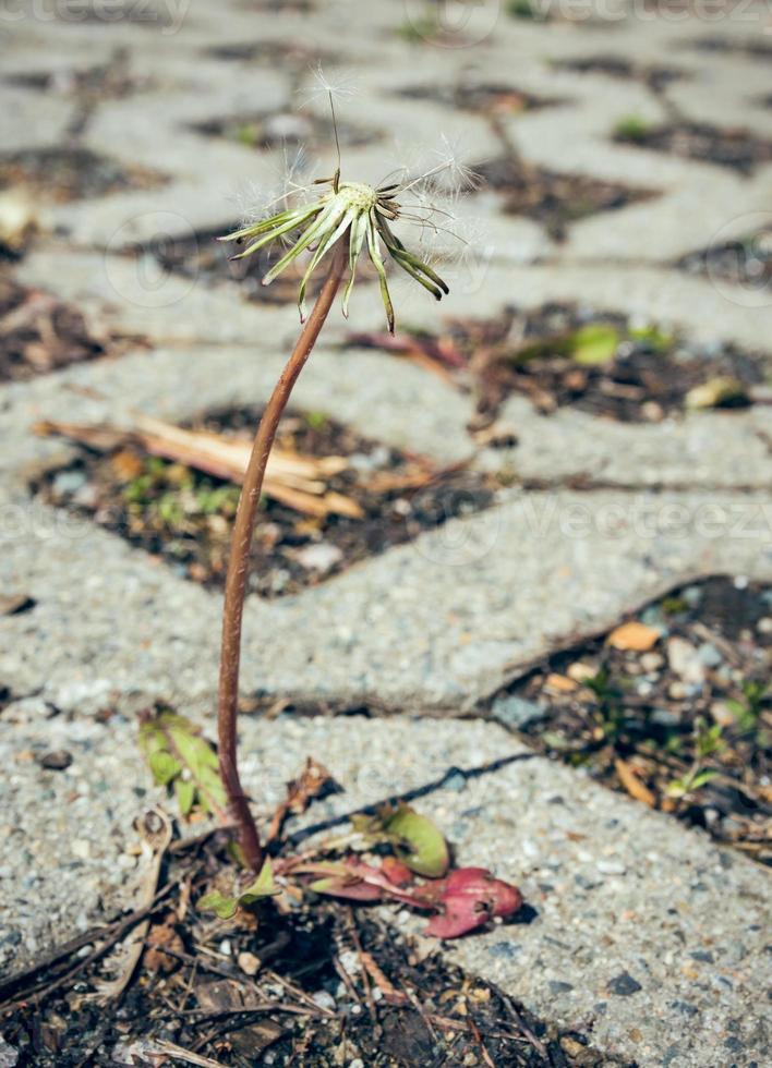 tote Löwenzahnpflanze, die in der Pflasterung wächst foto