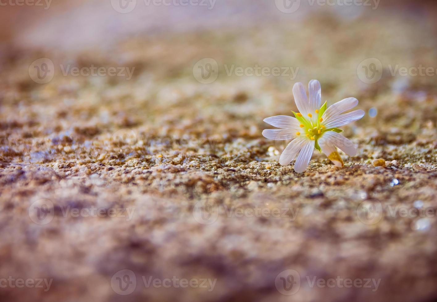 weiße Blüte auf einem Stein foto