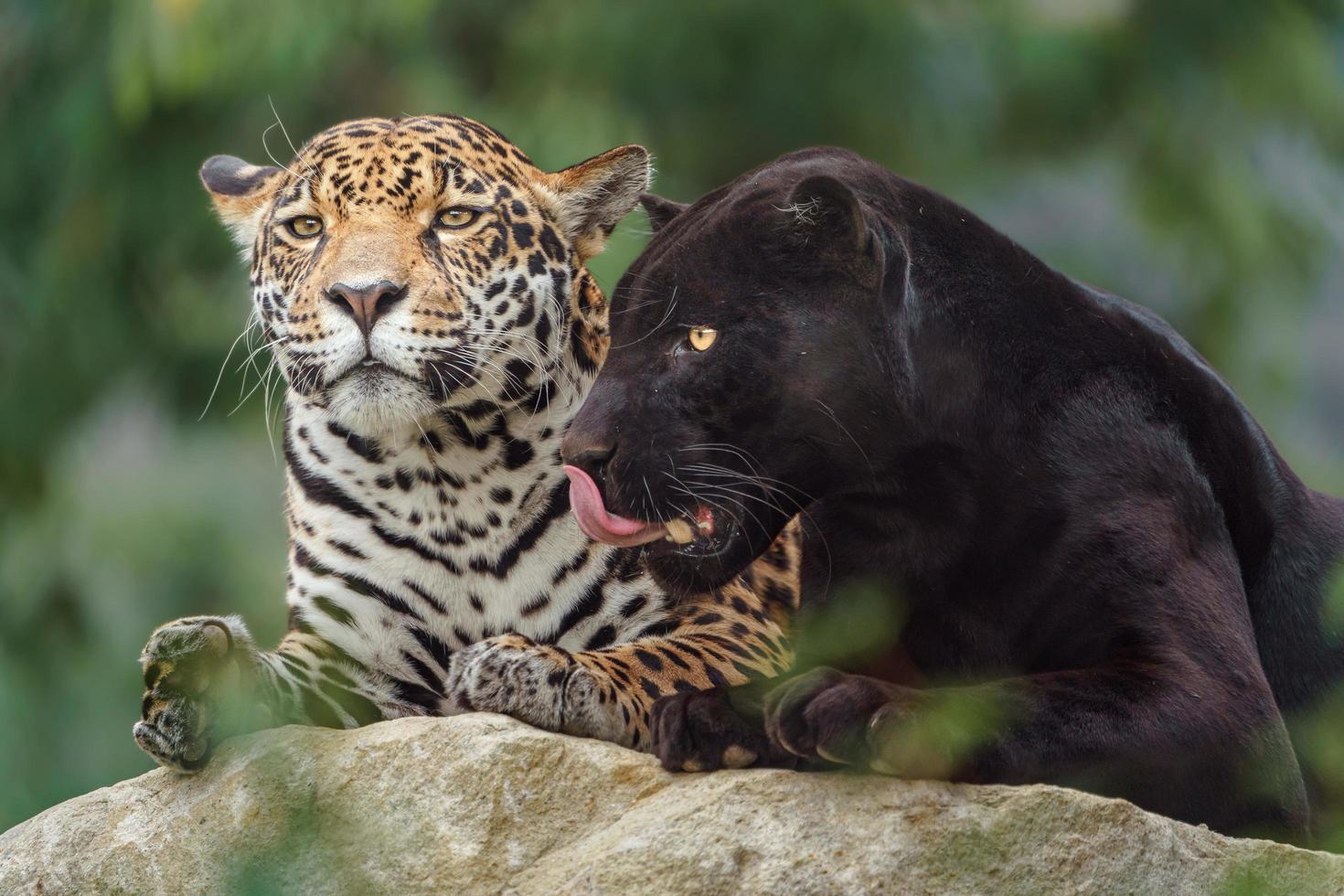 Porträt von Jaguar foto