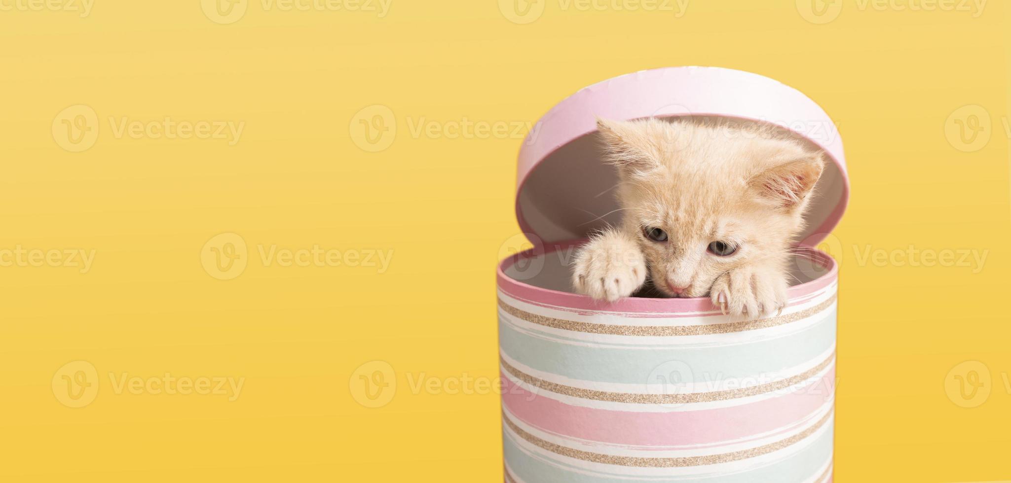 Porträt eines niedlichen Babykätzchens, das sich in einer rosafarbenen runden Schachtel versteckt, die Kopf und Vorderpfoten herausstreckt foto
