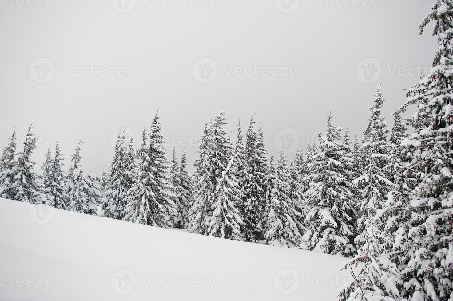 schneebedeckte kiefern auf dem berg chomiak. schöne winterlandschaften der karpaten, ukraine. Frost Natur. foto