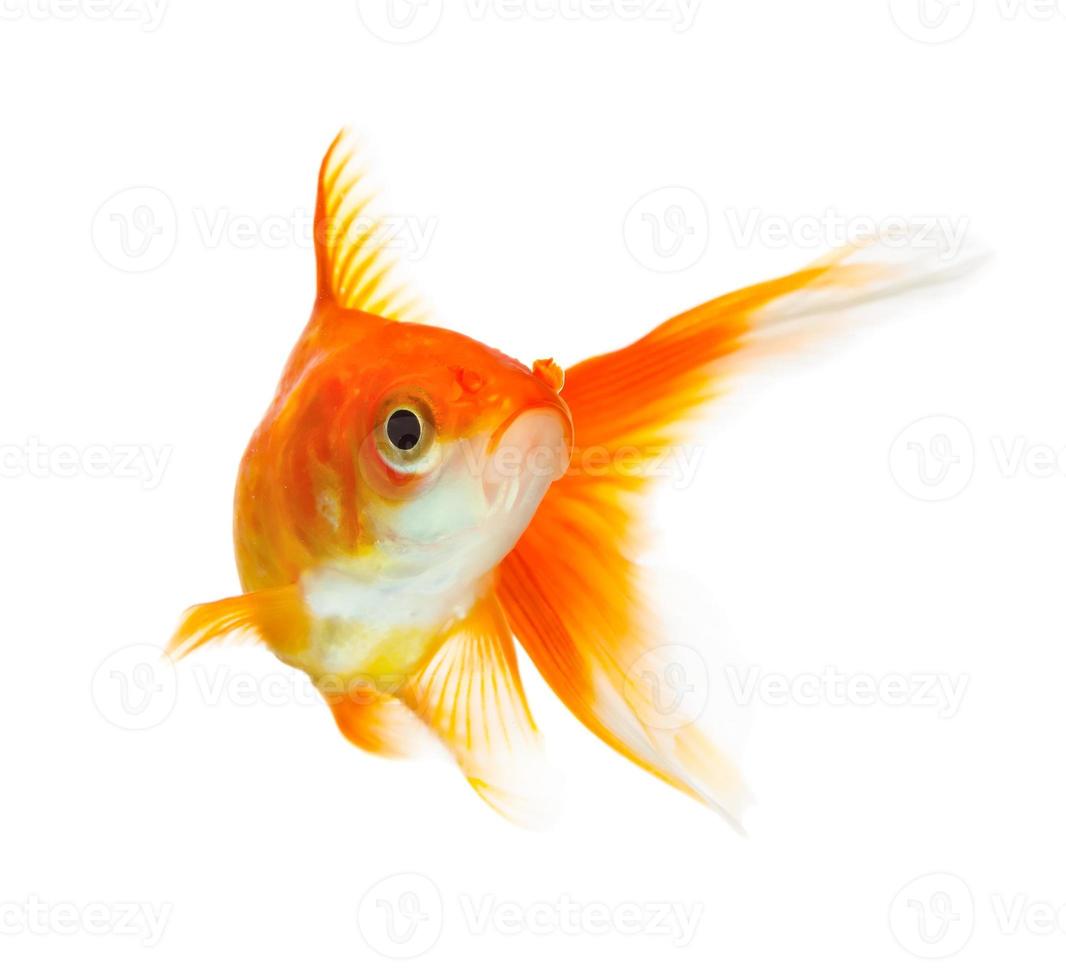 Goldfisch foto