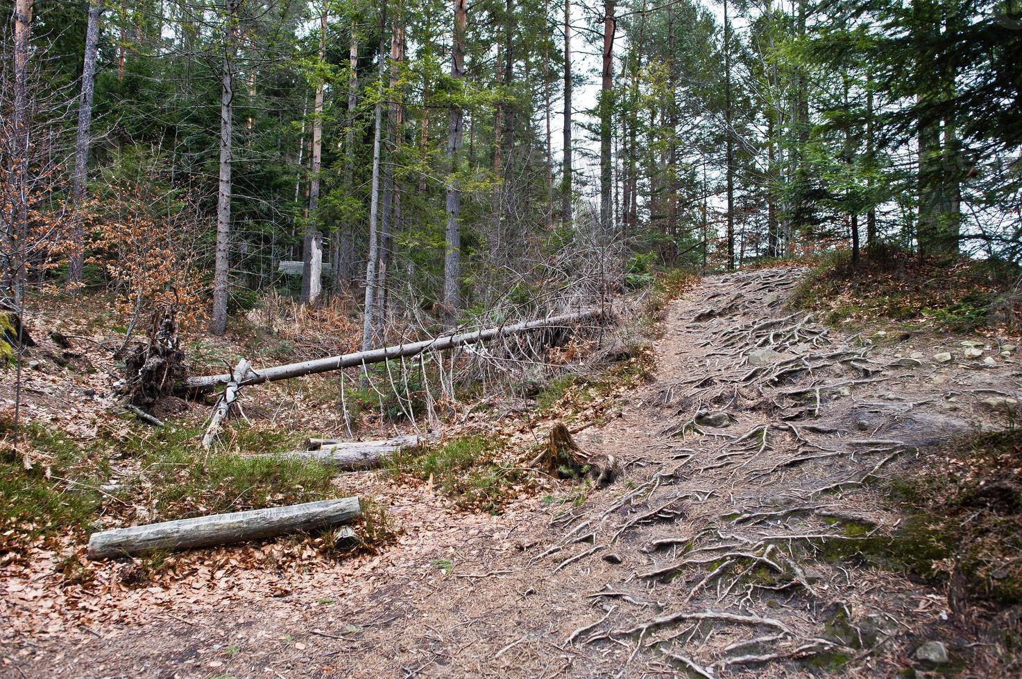 grüner wald mit baumwurzeln in den karpaten. foto