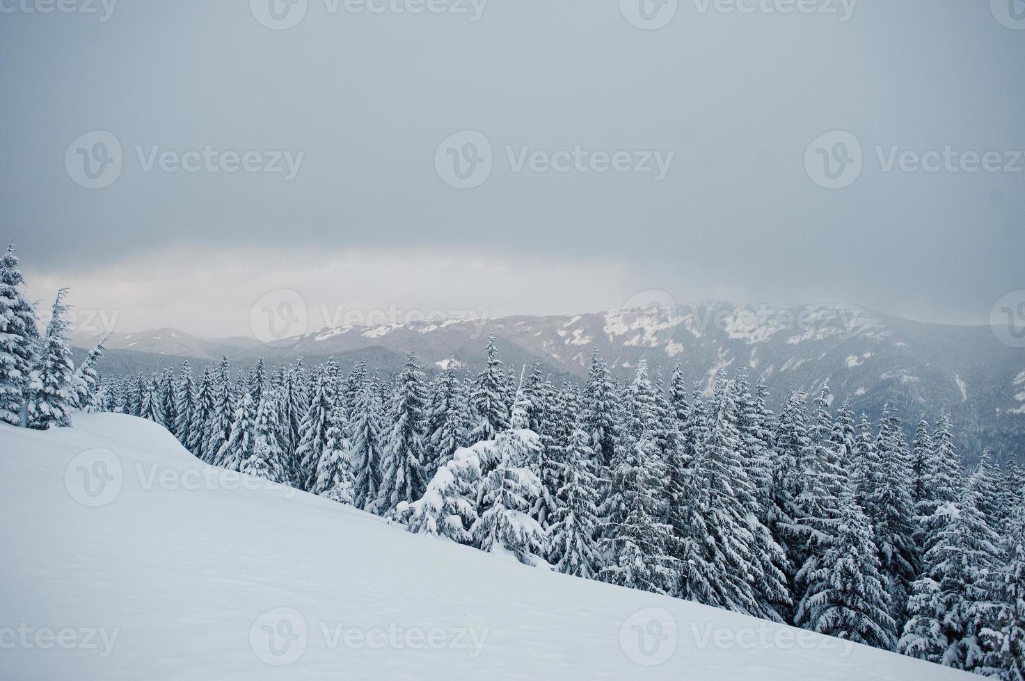 schneebedeckte kiefern auf dem berg chomiak. schöne winterlandschaften der karpaten, ukraine. majestätische Frostnatur. foto
