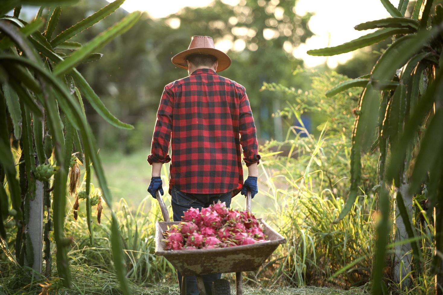 Lächelnde asiatische Bauern in Drachenfruchtplantagen, Bauern, die Produkte pflücken foto