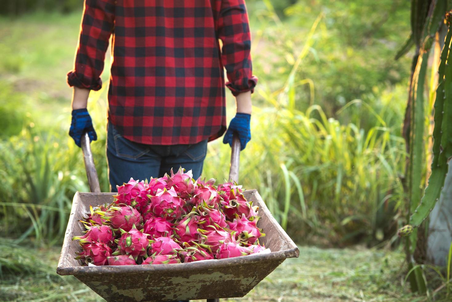 Lächelnde asiatische Bauern in Drachenfruchtplantagen, Bauern, die Produkte pflücken foto