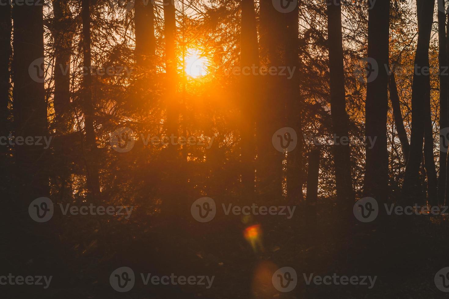 Sonnenuntergang in einem Wald foto