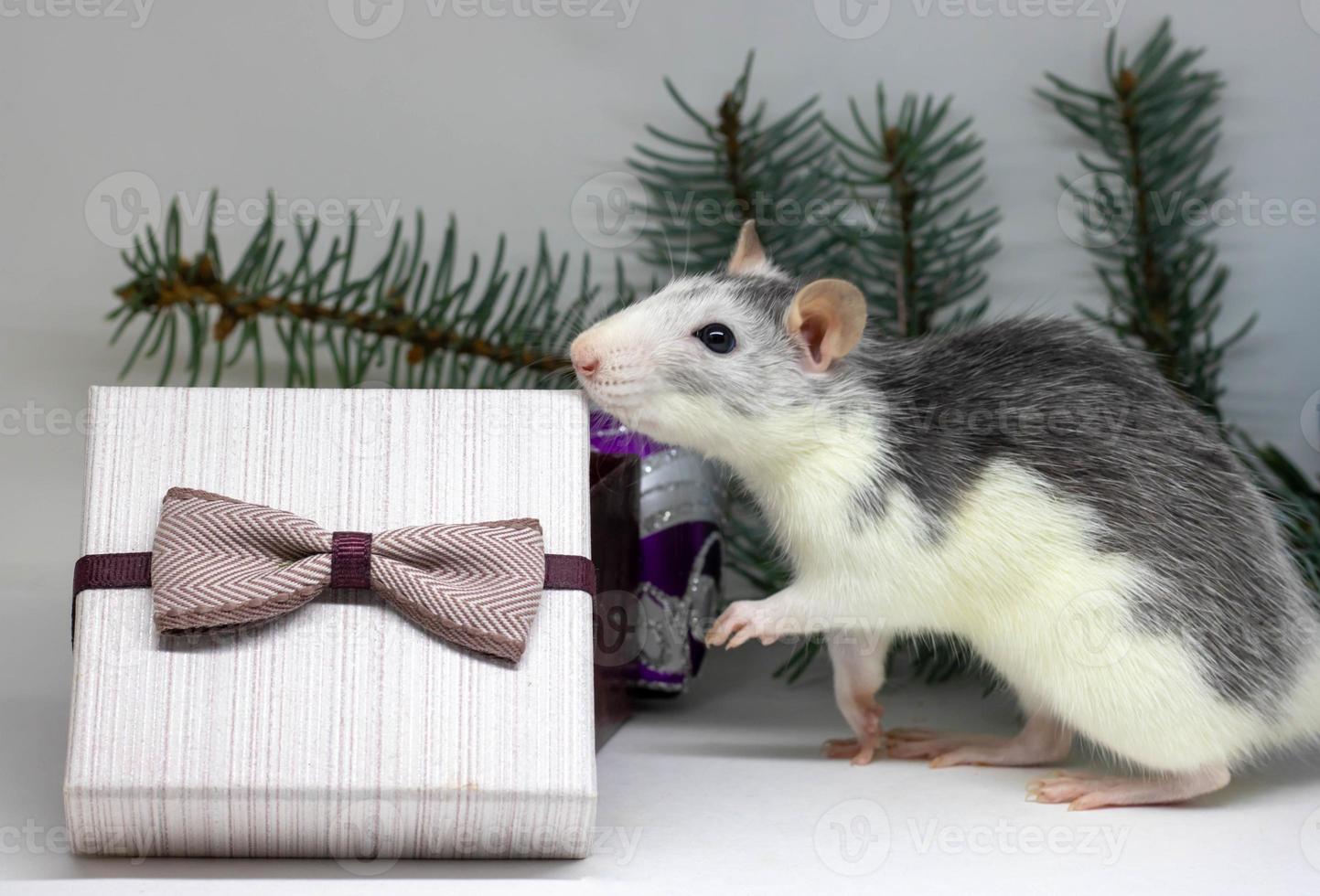 silberne Ratte und Geschenke. ratte auf dem hintergrund von weihnachtsdekorationen. symbol von 2020. jahr der ratte. foto
