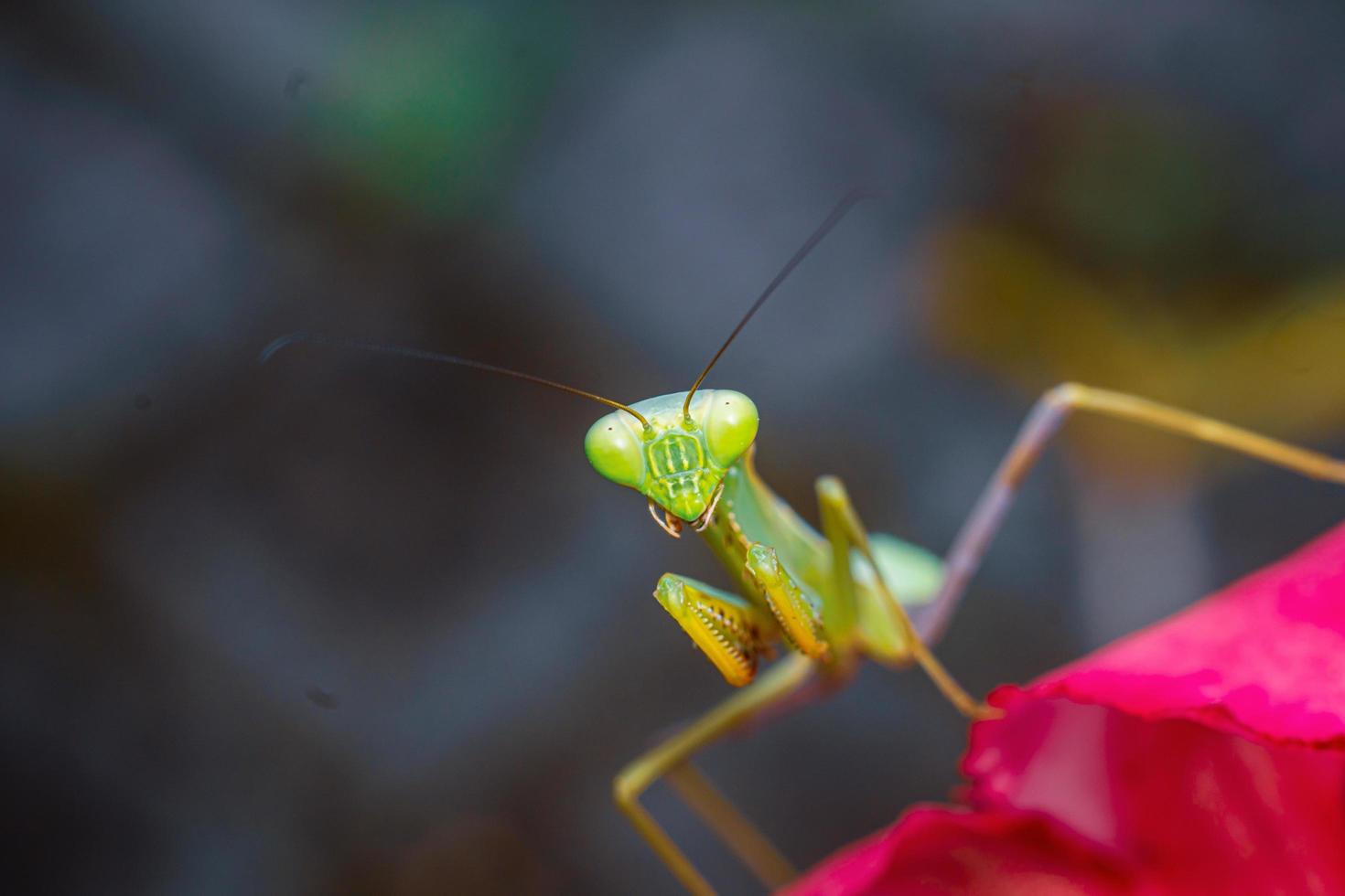 Gottesanbeterin Insekten Makrofotografie Premium-Foto foto