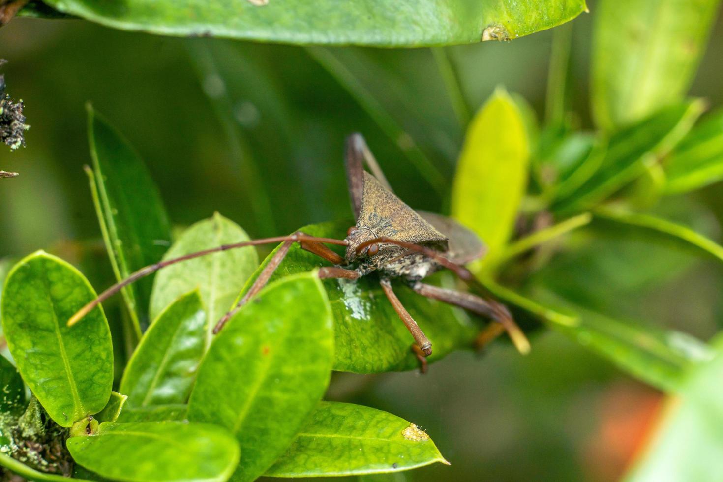 Riesen-Blattfüßiger Triatome, der Käfer Makrofotografie Premium-Foto küsst foto