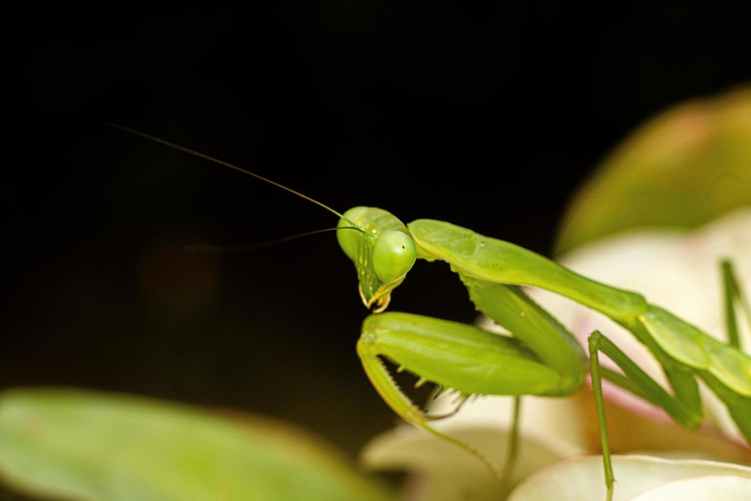 Gottesanbeterin Insekten Makrofotografie Premium-Foto foto