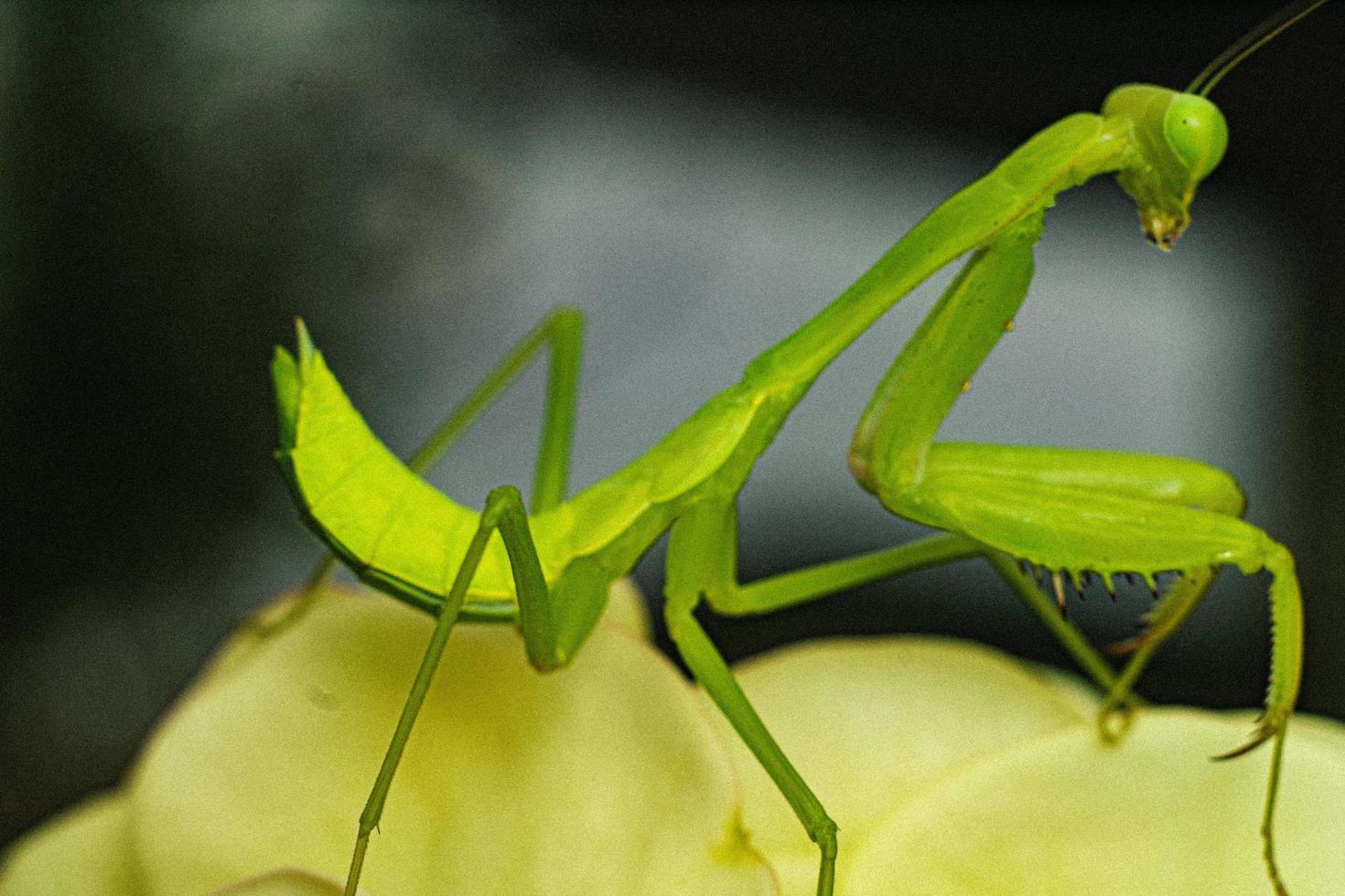 Gottesanbeterin Insekten Makrofotografie Premium-Foto foto