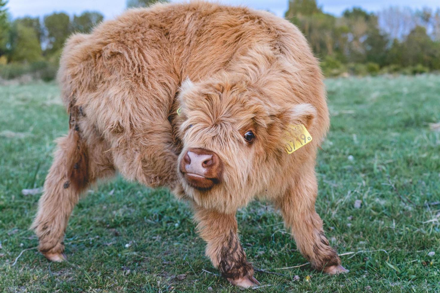 Highlander-Kühe in den Dünen von Wassenaar in den Niederlanden. foto