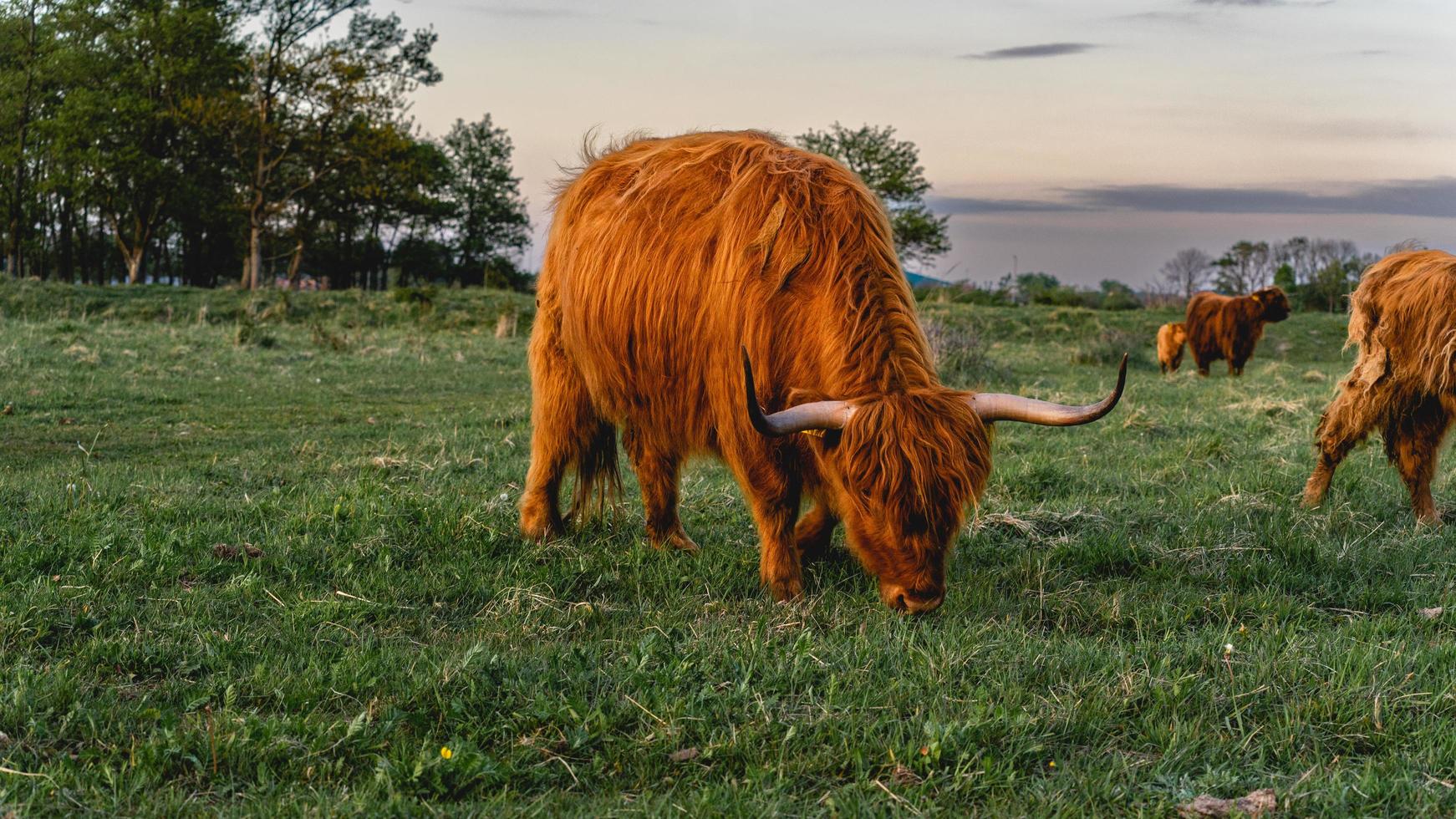 Highlander-Kühe in den Dünen von Wassenaar in den Niederlanden. foto