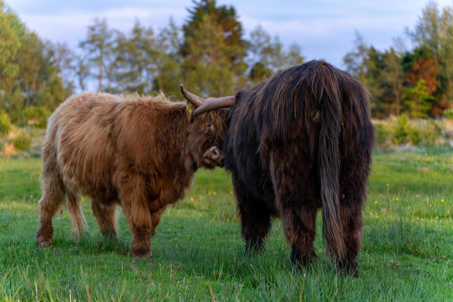 Highlander-Kühe in den Dünen von Wassenaar in den Niederlanden. foto