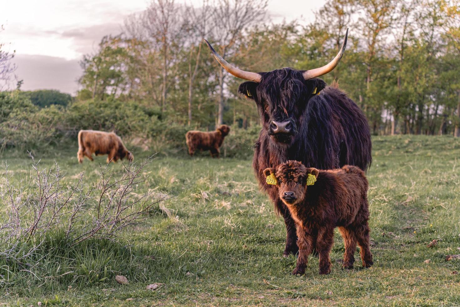 Highlander-Kühe in den Dünen von Wassenaar in den Niederlanden. foto