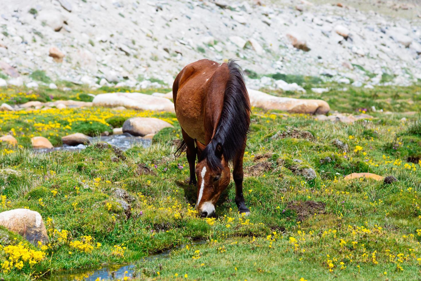 Pferd auf einer grünen Wiese. foto