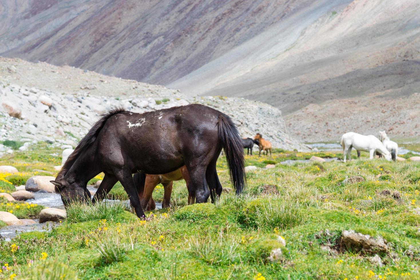 Pferd auf einer grünen Wiese. foto