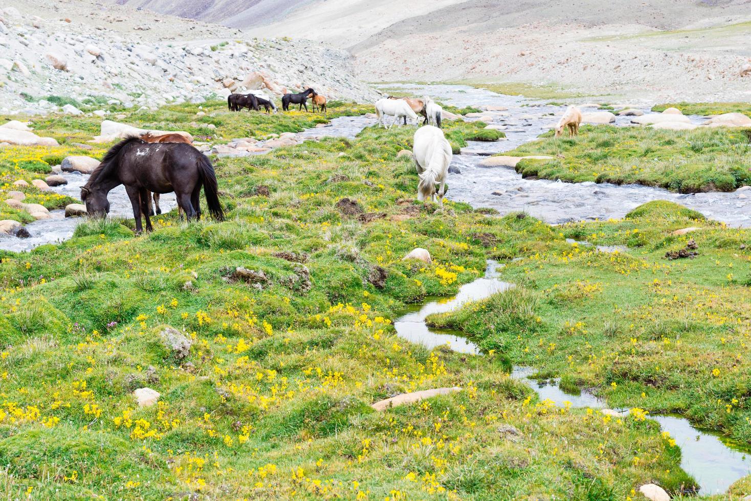 Pferd auf einer grünen Wiese. foto