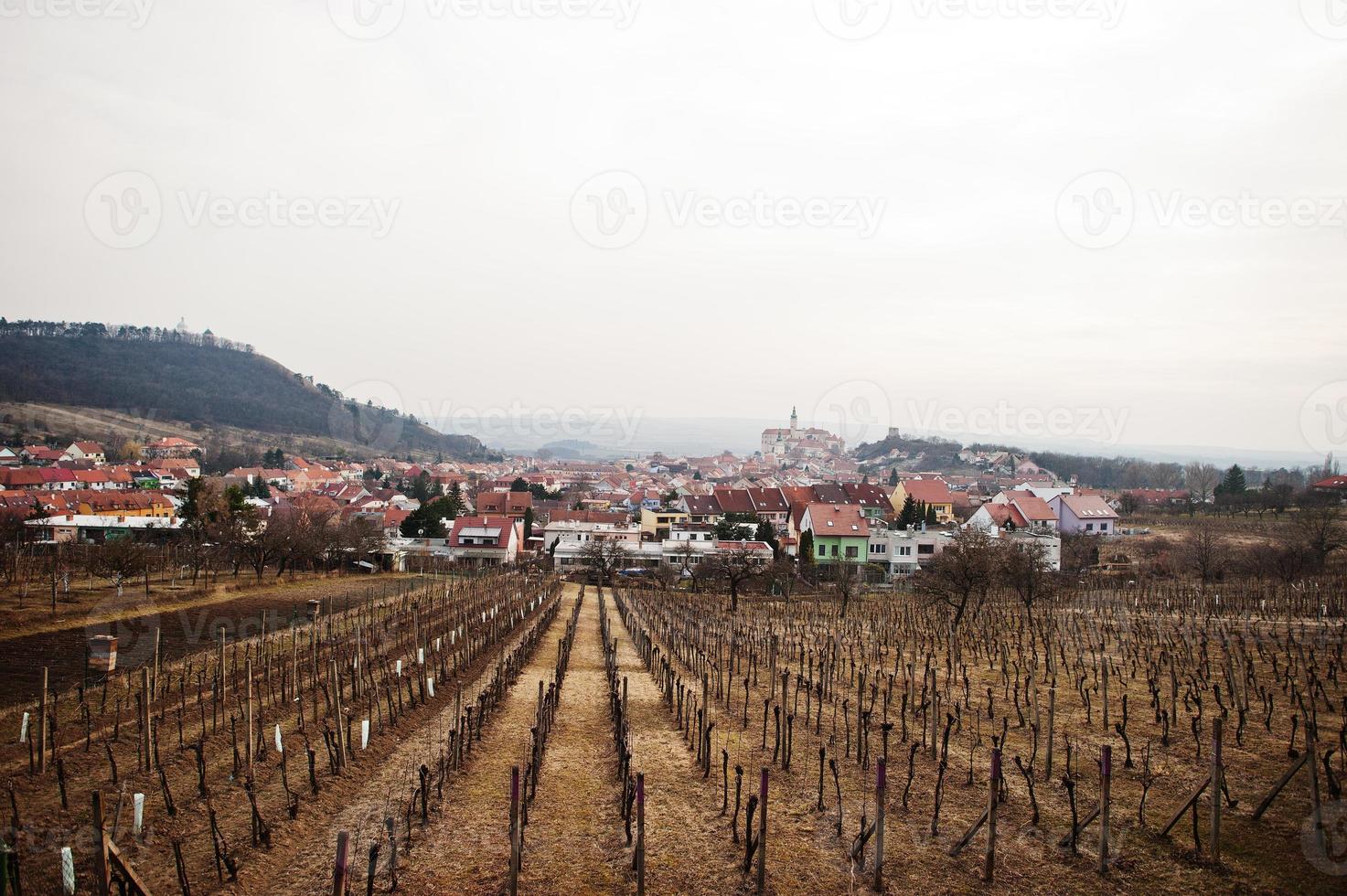 Felder mit Weinbergen im zeitigen Frühjahr in Mikulov, Südmähren, Tschechische Republik. foto