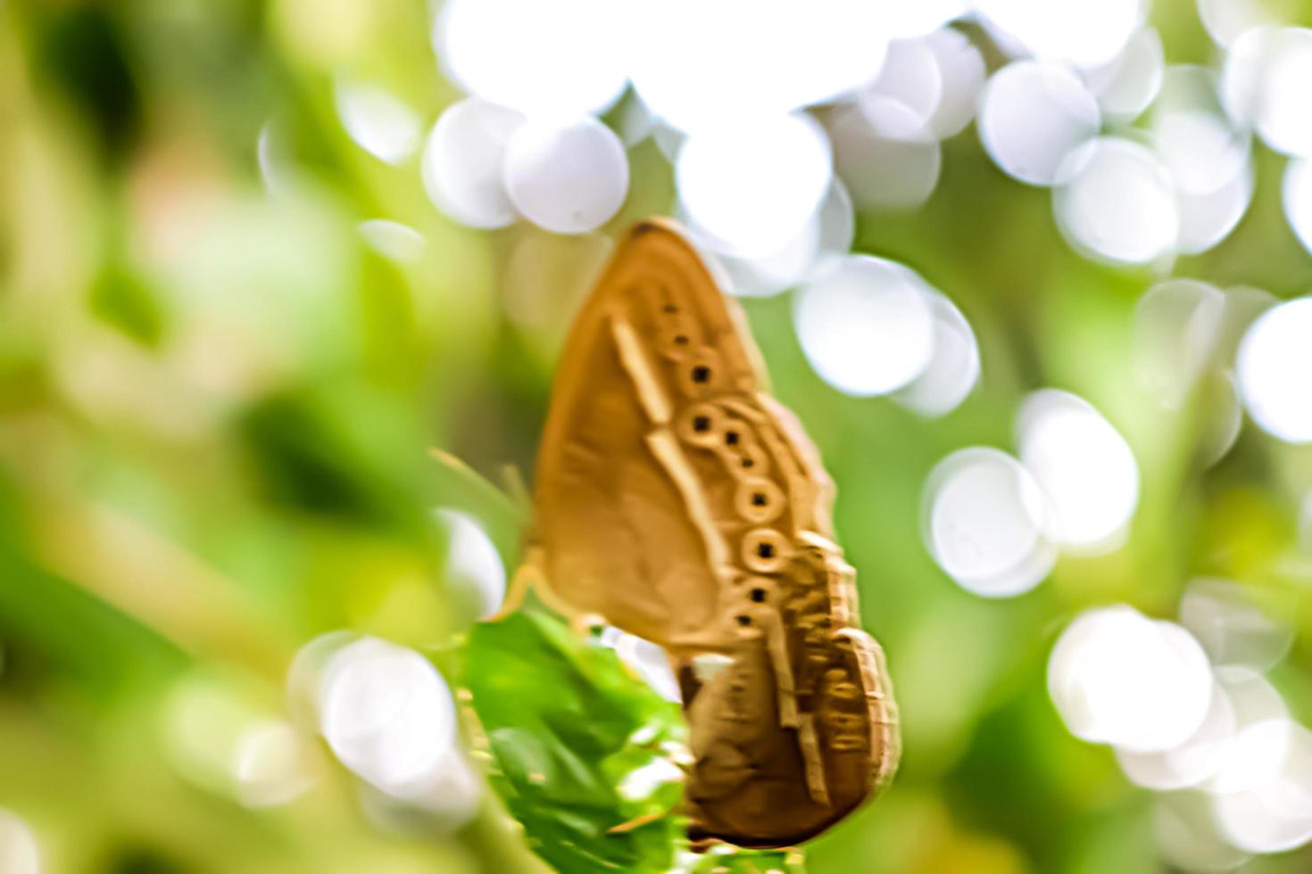 schöner geflügelter insektentierschmetterling mit unschärfehintergrundbeschaffenheit foto