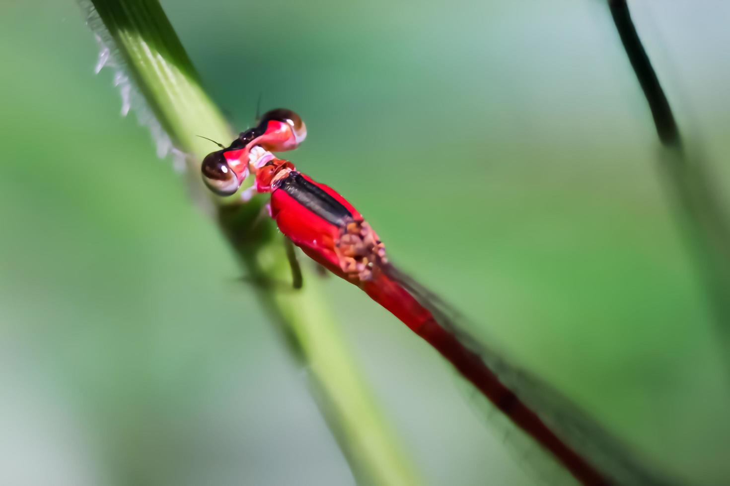 langflügeliges Libellen-Sibar-Sibar-Insektentier mit unscharfer Hintergrundtextur foto
