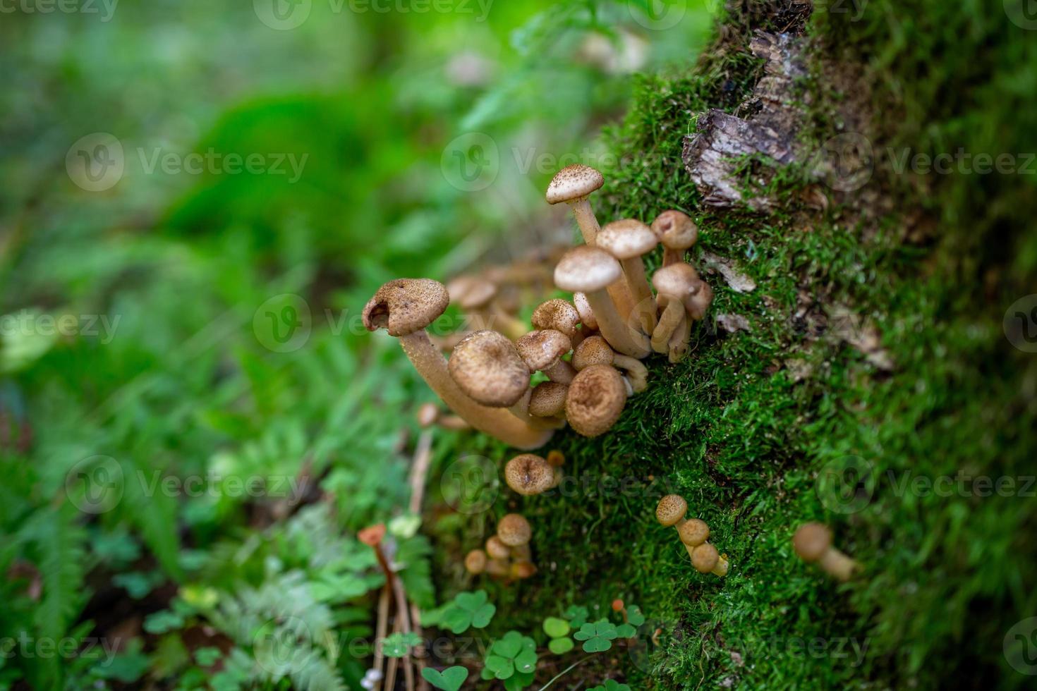 Honigpilze wachsen im Stamm eines umgestürzten Baumes. armillaria-pilzfamilie im herbstwald. foto