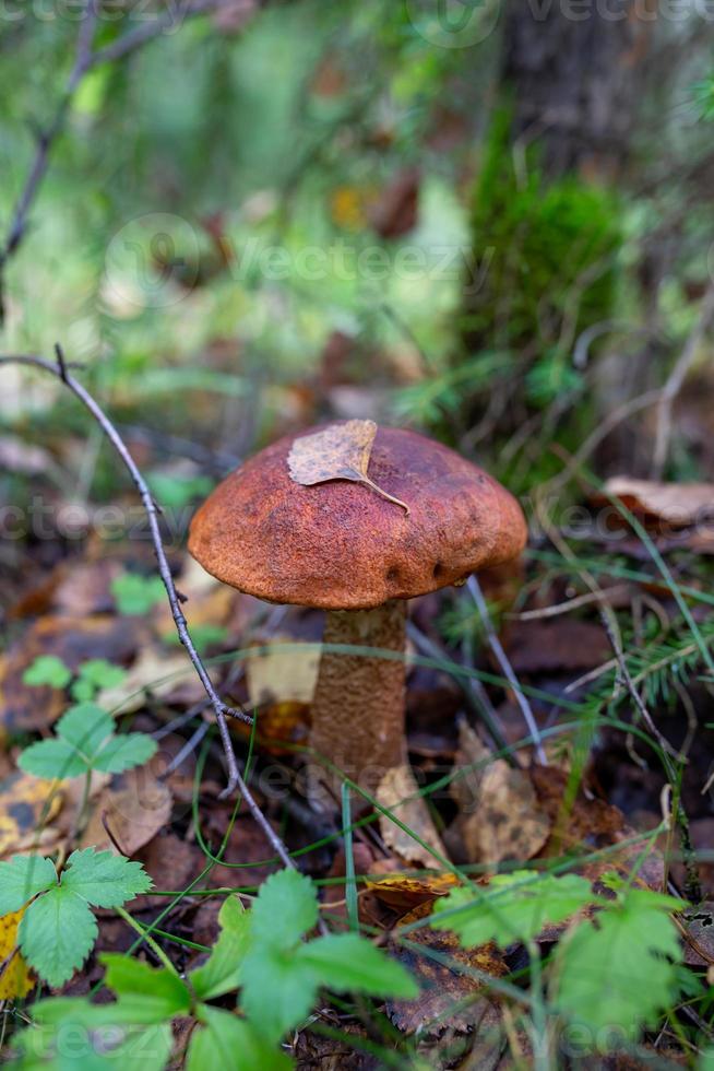 kleine Steinpilze im Herbst sonniger Tag Nahaufnahme Foto. Leccinum-Pilz mit einer runden orangefarbenen Kappe in der Herbstwald-Makrofotografie. foto