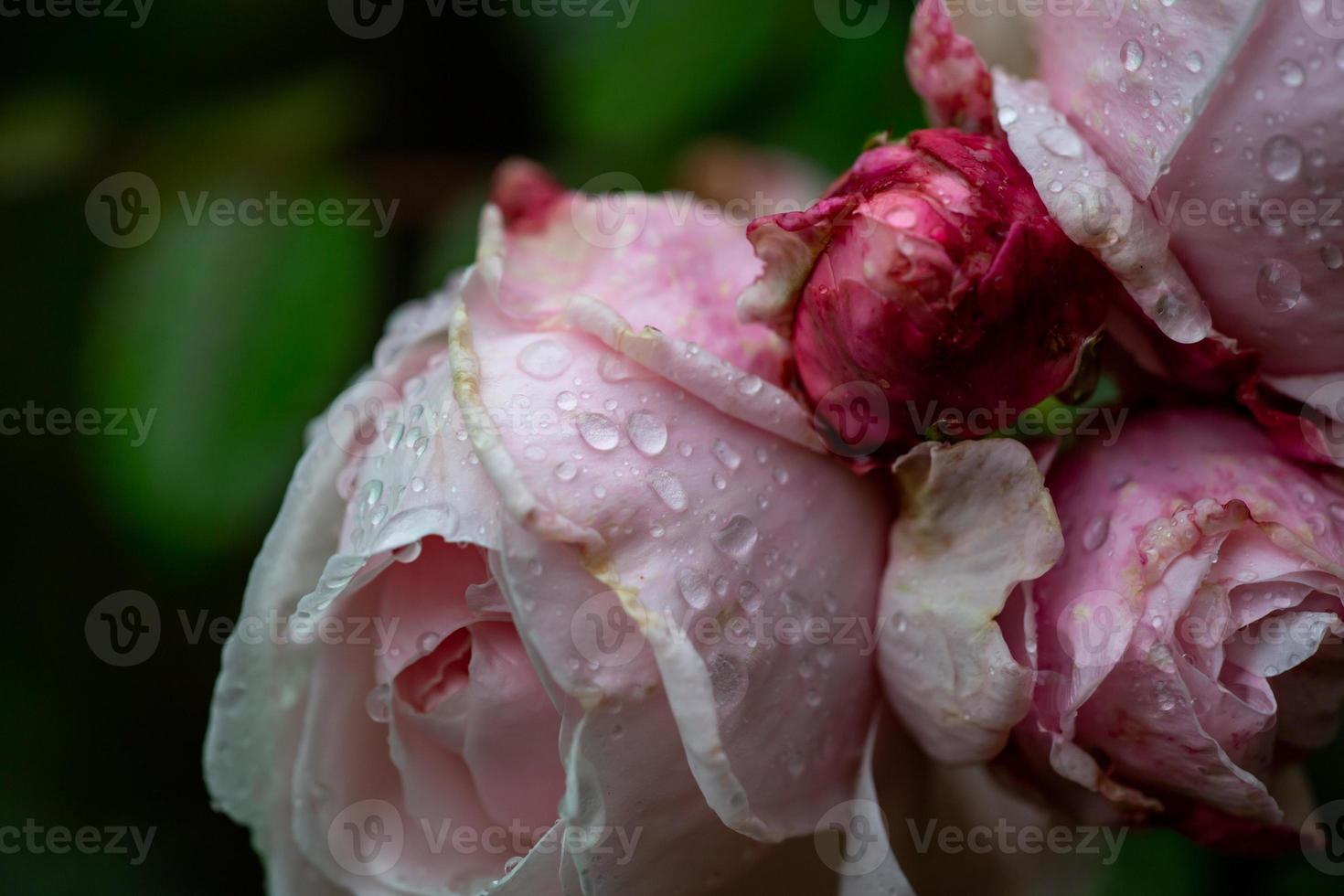 zarte rosa Rosen mit Wassertropfen Makrofotografie. Rosa Rose in Nahaufnahmen im Garten an regnerischen Tagen. Blütenknospen einer Sprayrose mit Regentropfen auf dunkelgrünem Hintergrund. foto