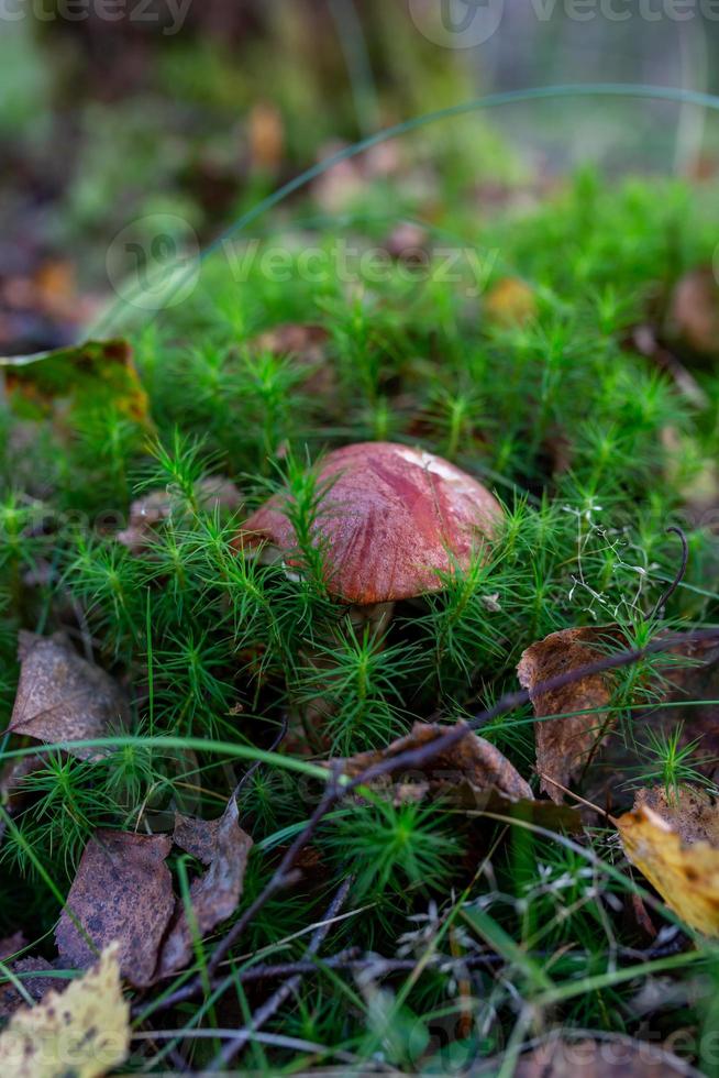 kleine Steinpilze im Herbst sonniger Tag Nahaufnahme Foto. Leccinum-Pilz mit einer runden orangefarbenen Kappe in der Herbstwald-Makrofotografie. foto