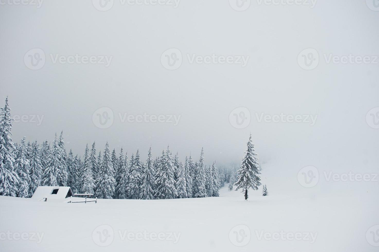 schneebedeckte kiefern mit holzhaus auf dem berg chomiak. schöne winterlandschaften der karpaten, ukraine. Frost Natur. foto
