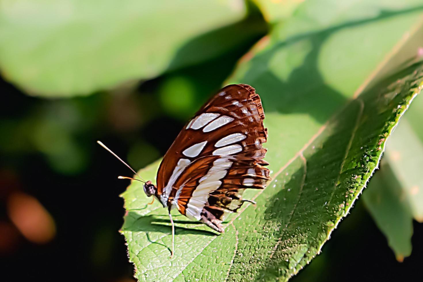 schöner geflügelter insektentierschmetterling mit unschärfehintergrundbeschaffenheit foto