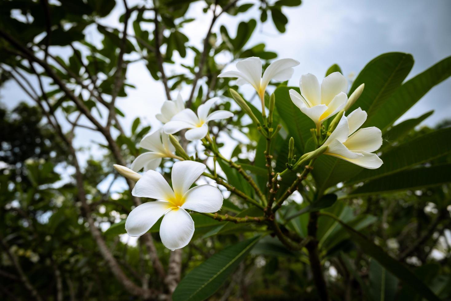 Plumeria, bekannt als Tempelbaum, Pagodenbaum foto