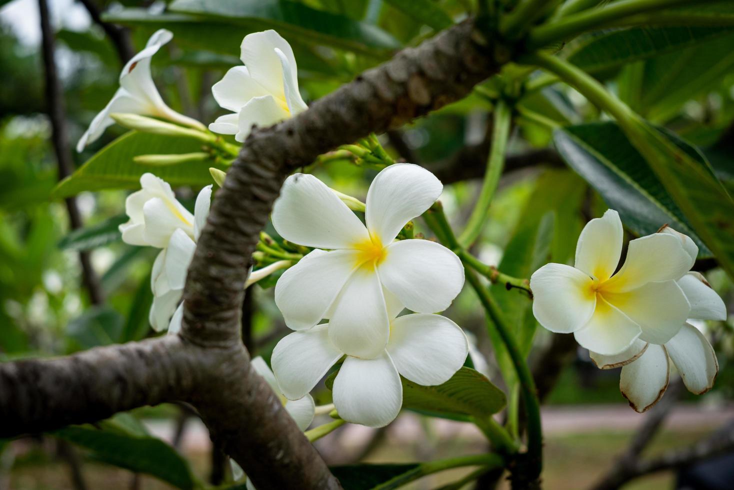 Plumeria, bekannt als Tempelbaum, Pagodenbaum foto