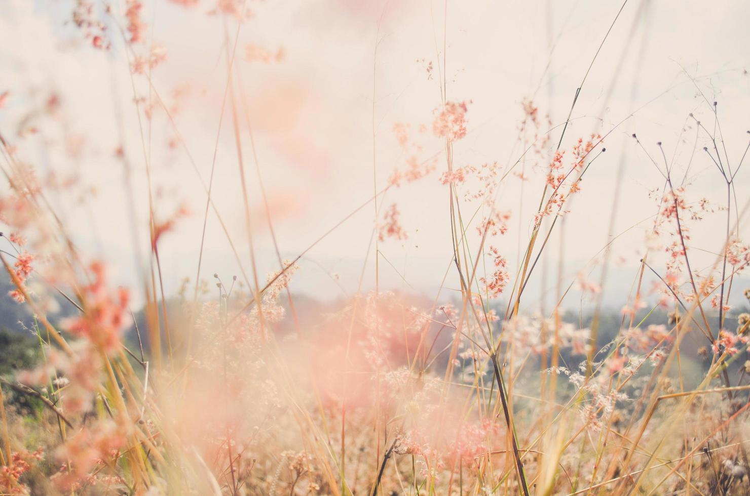 Blumengras zur entspannten Morgenzeit mit warmem Ton Vintage foto