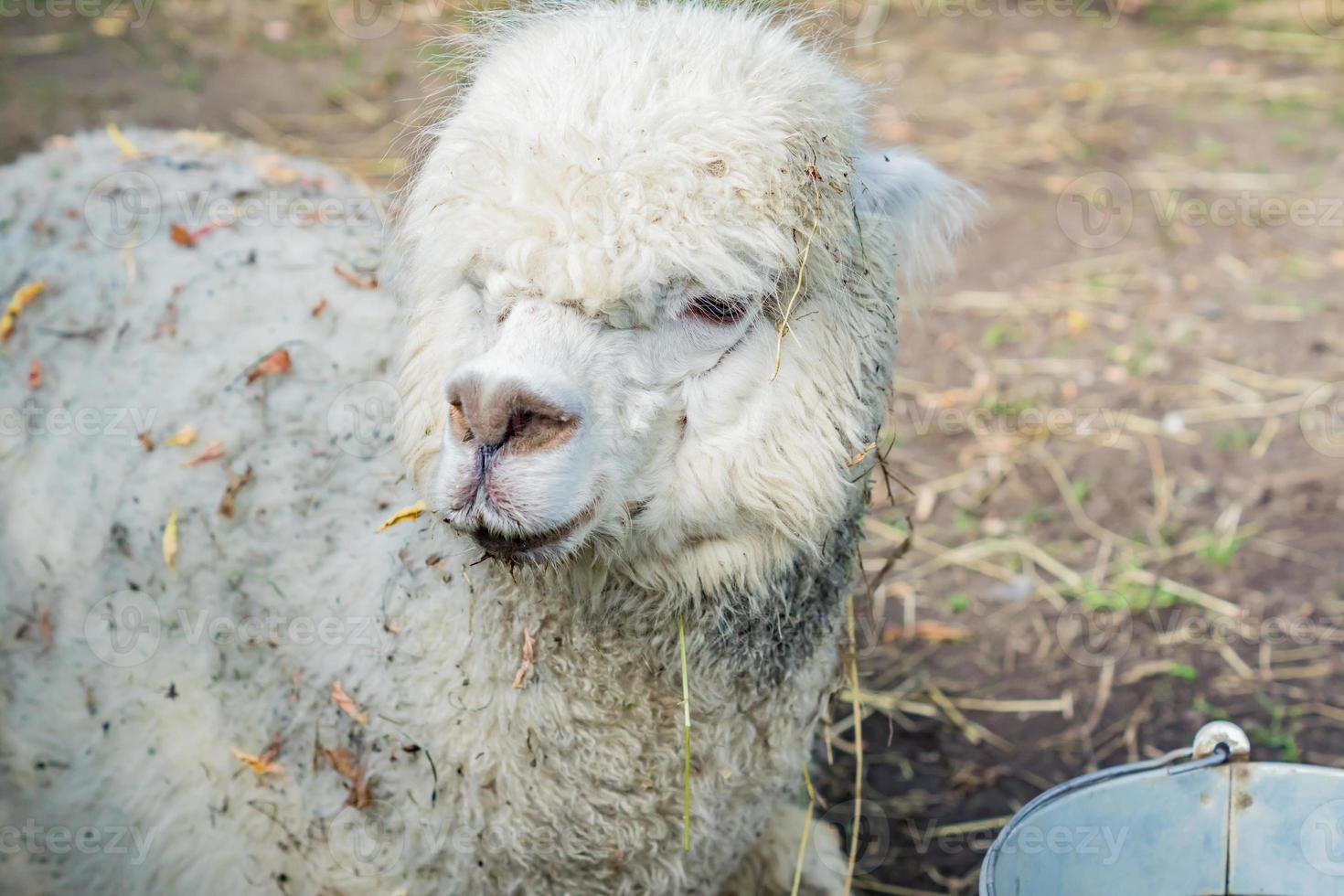 Porträt eines schmutzigen weißen Alpakas auf dem Bauernhof foto