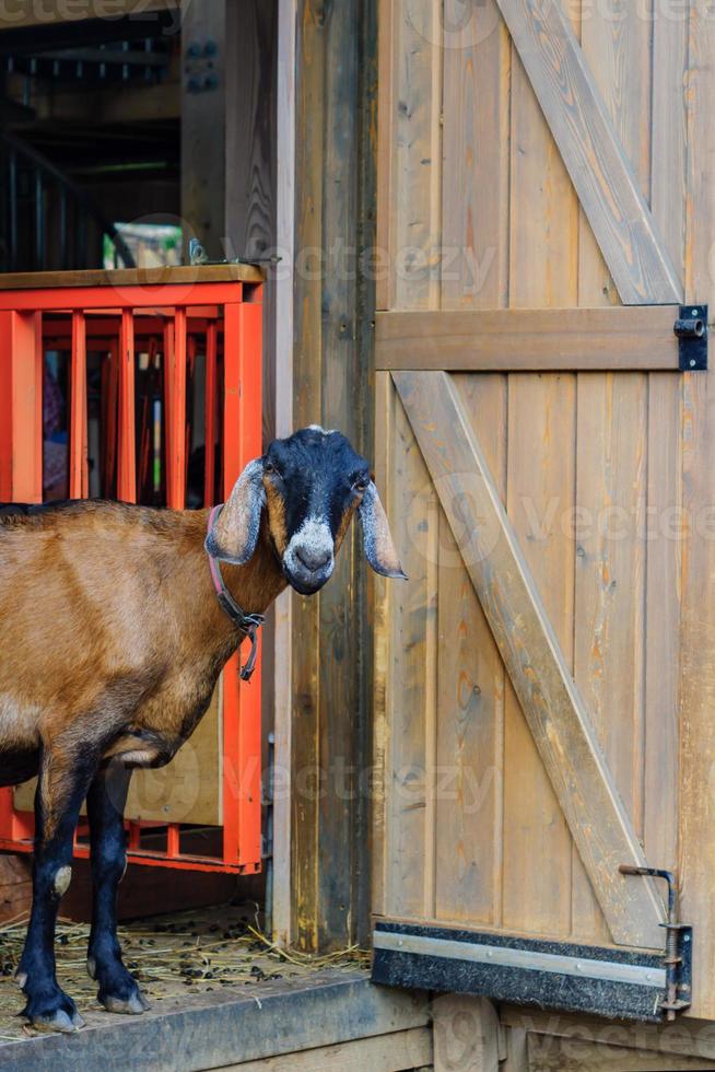 Porträt einer jungen schönen Ziege auf dem Bauernhof foto