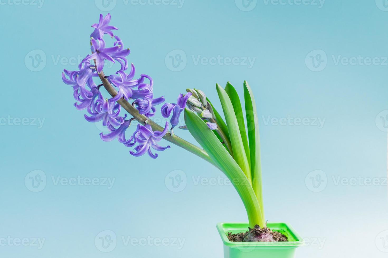 Blühende blaue Hyazinthenblume im grünen Plastiktopf auf blauem Hintergrund. Platz kopieren. foto