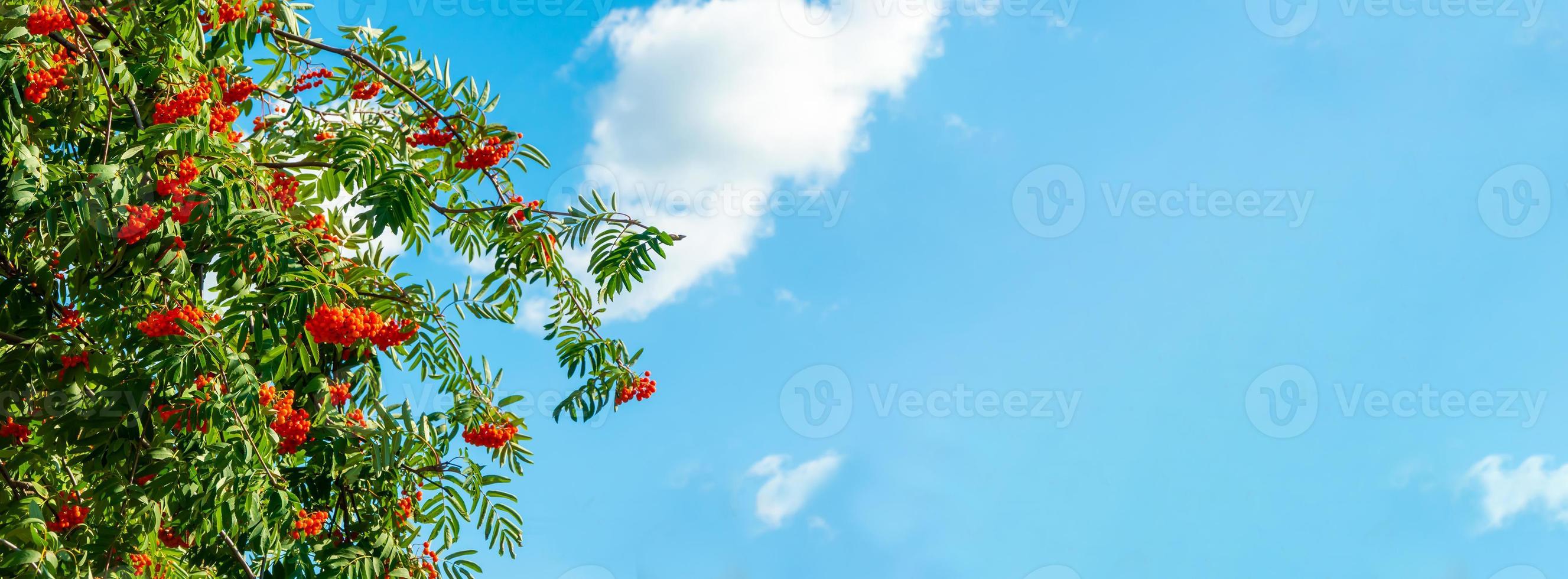 ein Zweig der Eberesche mit roten Beeren Hintergrund blauer Himmel Banner. Herbst und natürlicher Hintergrund. Herbstbanner mit Vogelbeeren und Blättern. Platz kopieren. foto