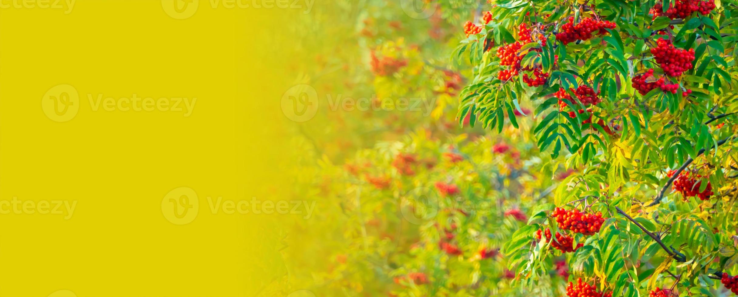 ein Zweig der Eberesche mit roten Beeren im Hintergrund gelbes Leben-Banner. Herbst und natürlicher Hintergrund. Herbstbanner mit Vogelbeeren und Blättern. Platz kopieren. foto