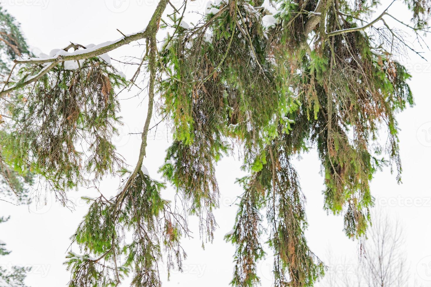 Nahaufnahme des Zweiges einer alten Ulme unter dem Schnee nach starkem Schneefall foto