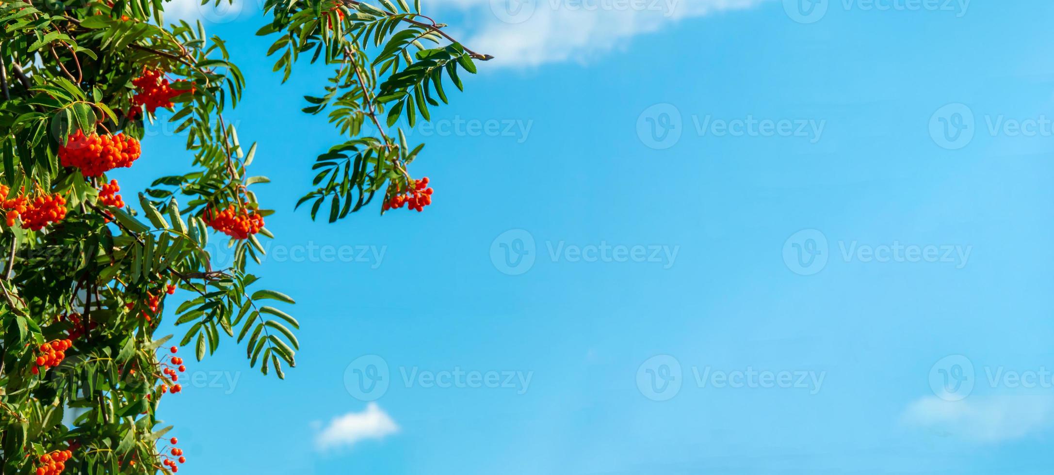 ein Zweig der Eberesche mit roten Beeren Hintergrund blauer Himmel Banner. Herbst und natürlicher Hintergrund. Herbstbanner mit Vogelbeeren und Blättern. Platz kopieren. foto