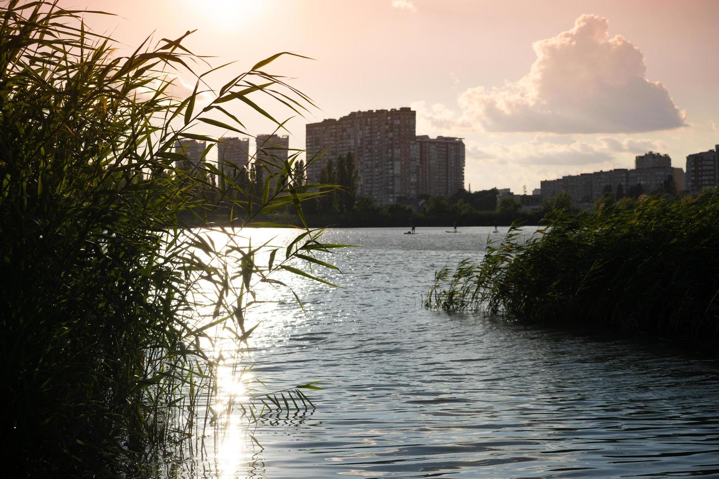 Landschaft mit Schilf im Hintergrund der Wasseroberfläche foto