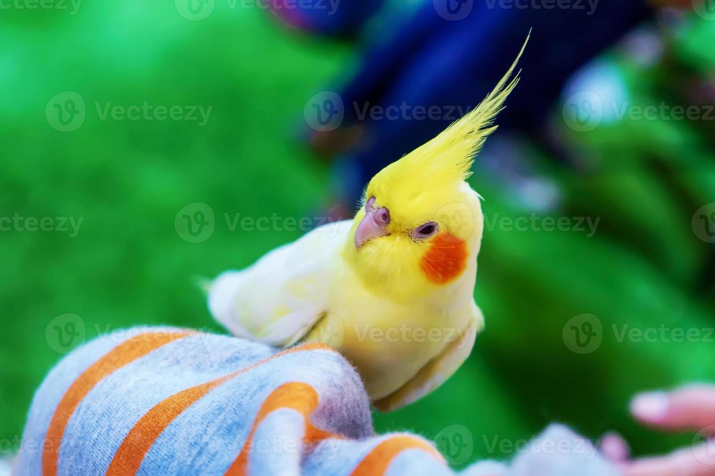 Papageien haben viele Arten foto