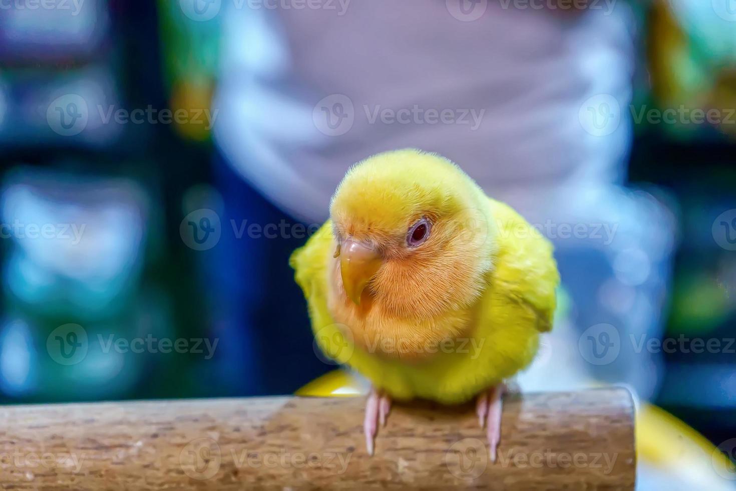 Papageien haben viele Arten foto