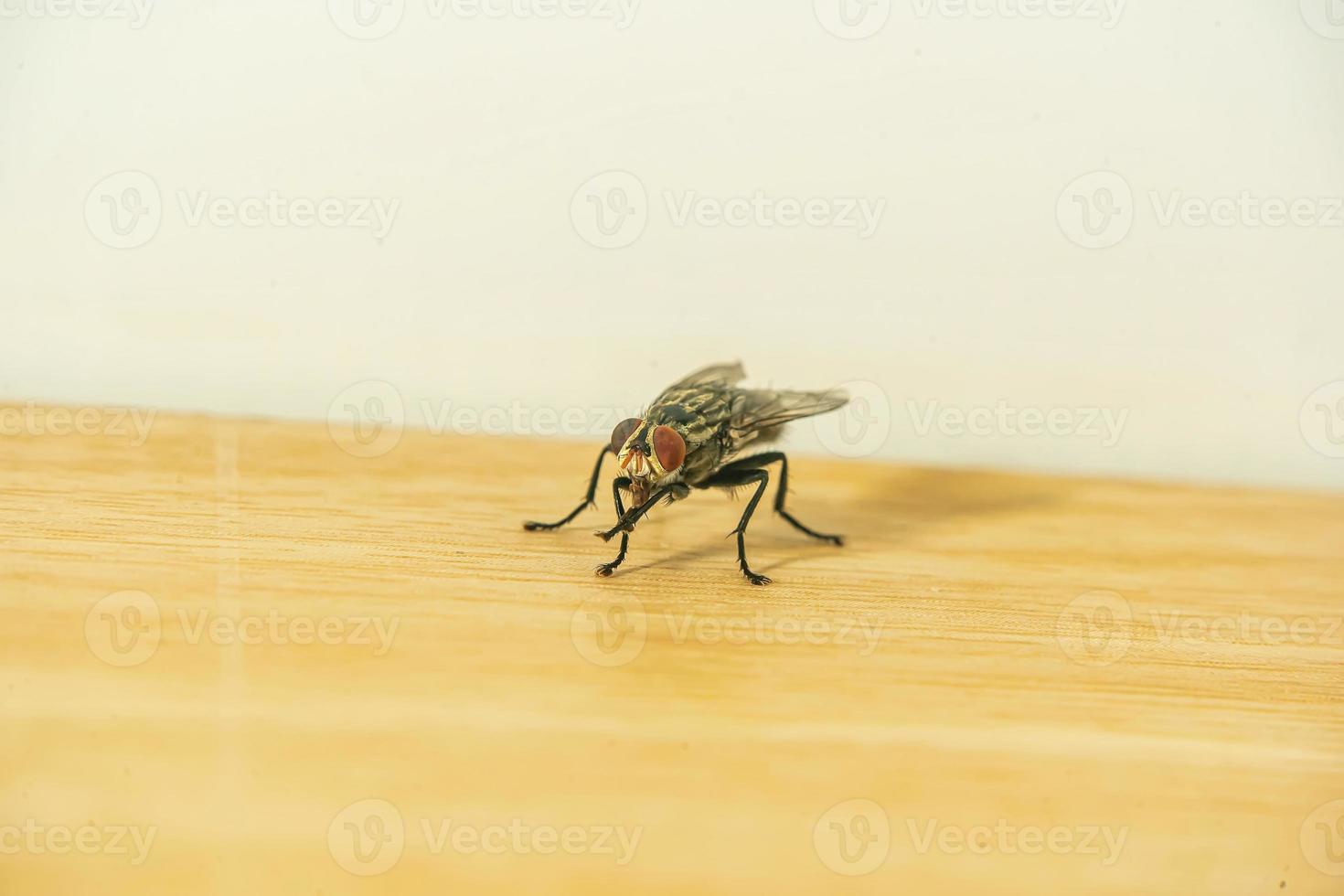 fliegt auf dem Holzboden foto