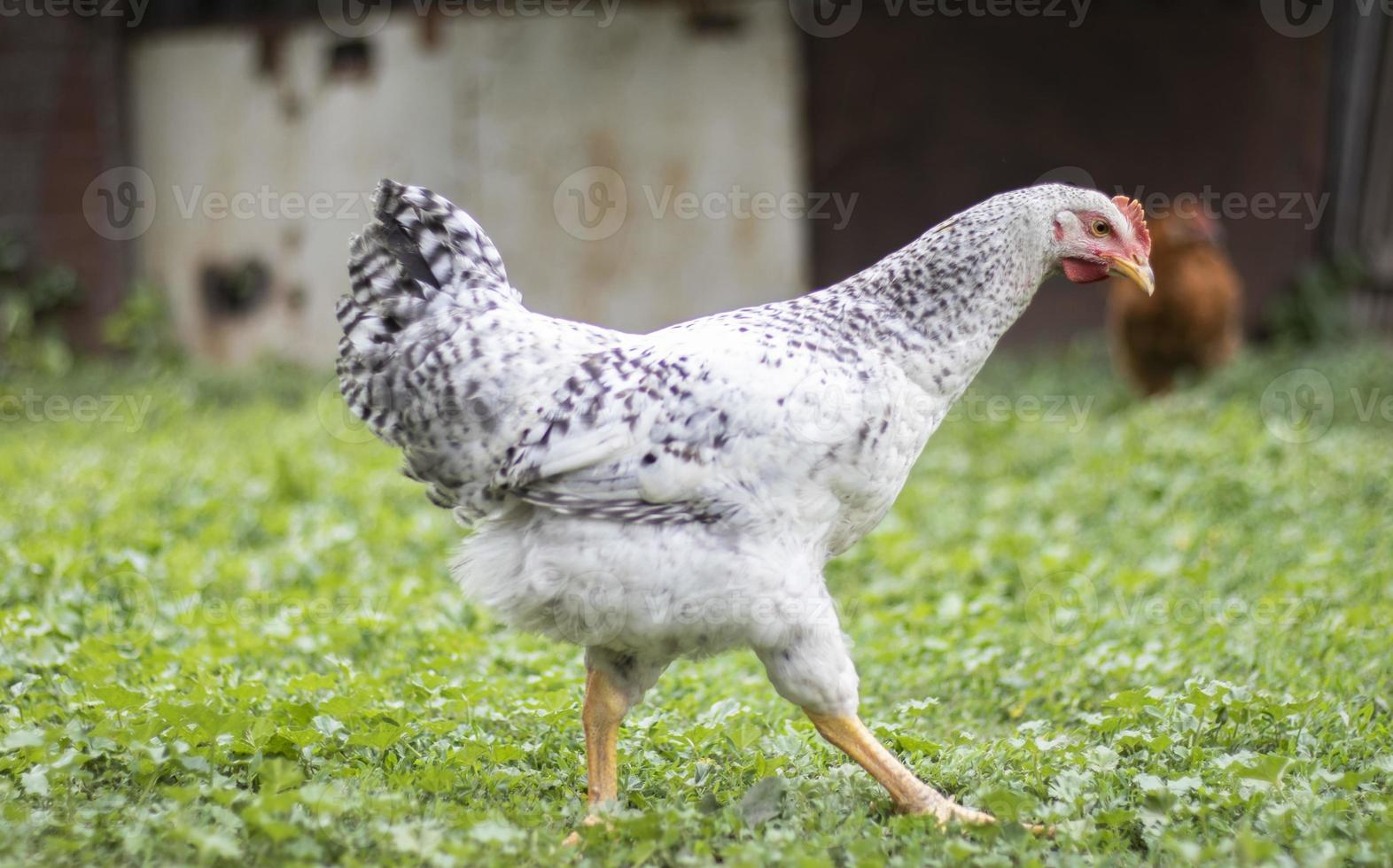 hühner auf dem bauernhof, geflügelkonzept. weißes loses huhn im freien. lustiger Vogel auf einem Biobauernhof. heimische Vögel auf einer Freilandfarm. Hühner züchten. im Hof gehen. Landwirtschaftliche Industrie. foto