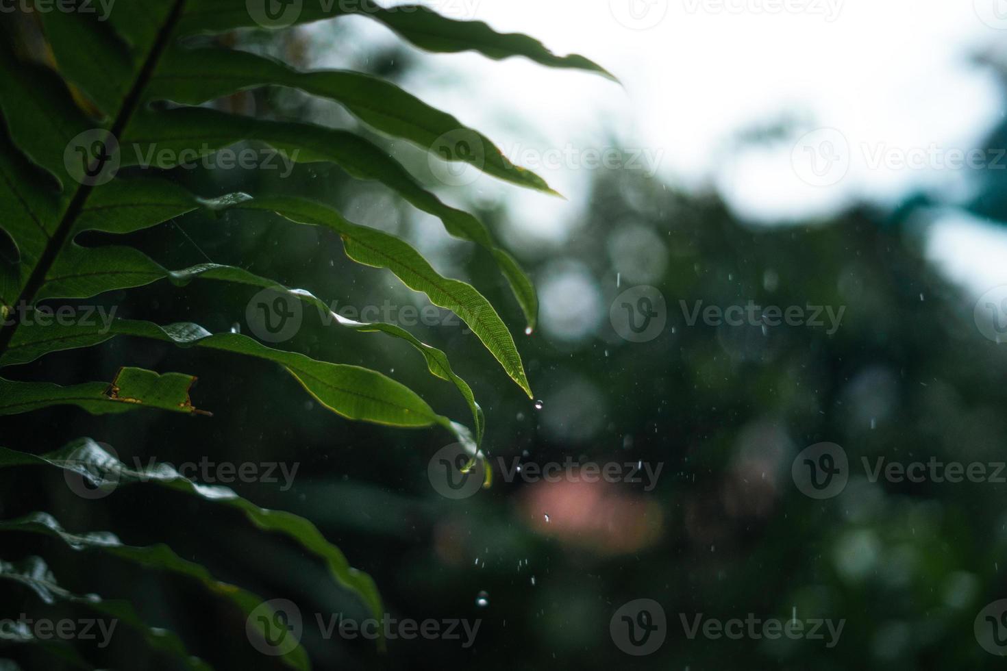 Regen und Blätter, Wassertropfen an regnerischen Tagen foto