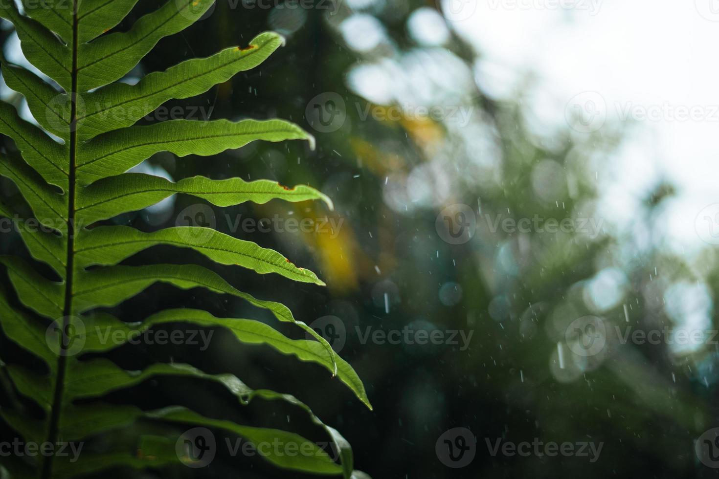 Regen und Blätter, Wassertropfen an regnerischen Tagen foto
