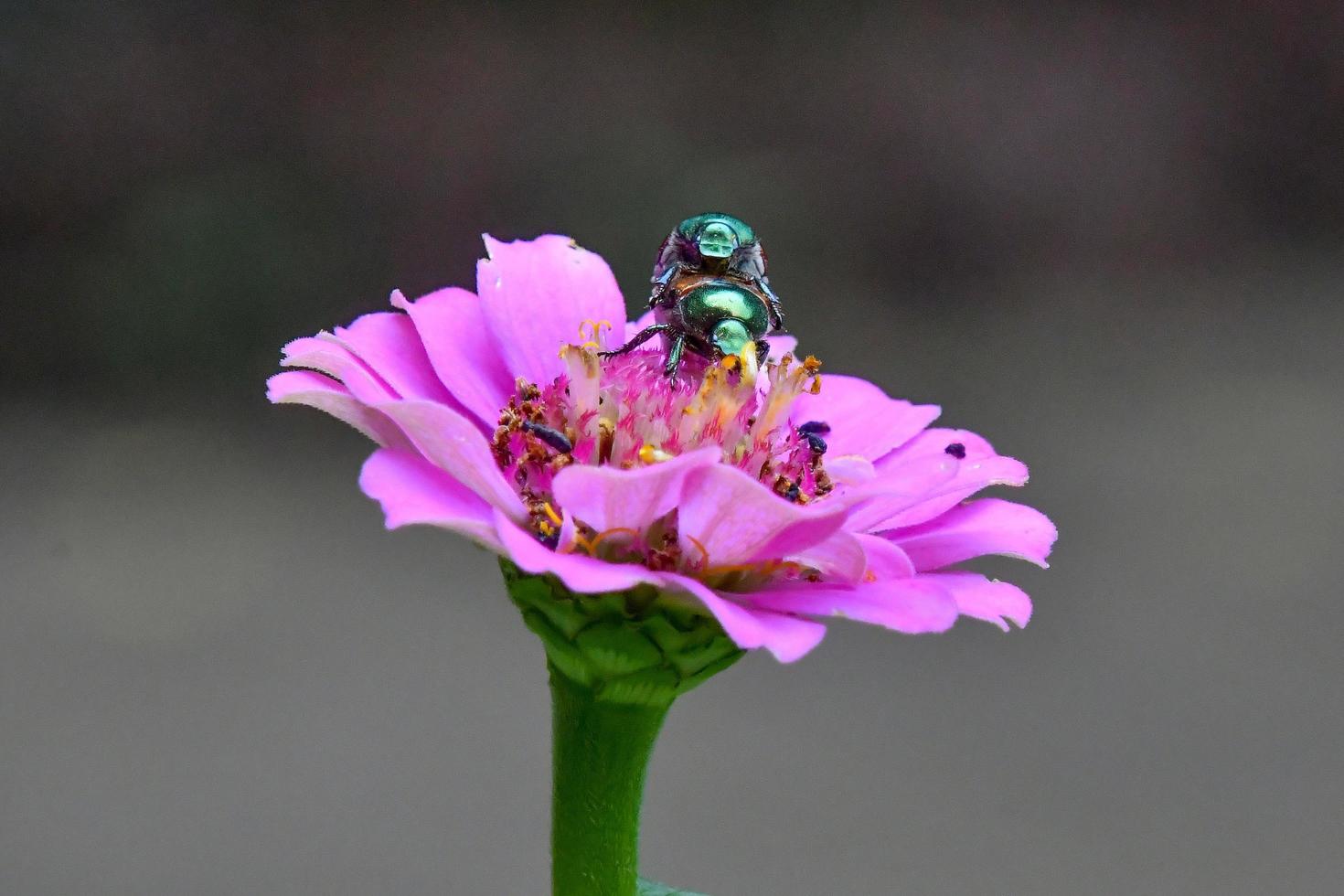 Käferpaar auf einer rosa Blume foto